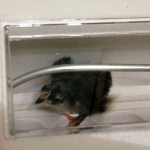 Chick hatchling