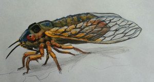 Jonathan Huff's Cicada