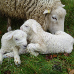 lambs and ewe
