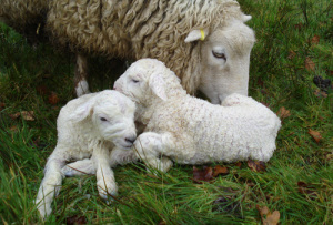 lambs and ewe