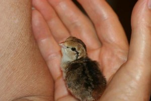 Bobwhite quail chick (small)