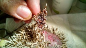 Charlie - hedgehog wounds & infection