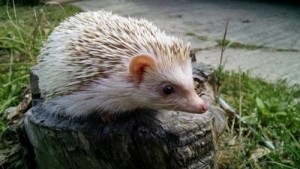 Forrest, Kelly's first hedgehog