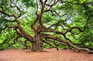 oak-tree-2018822__340
