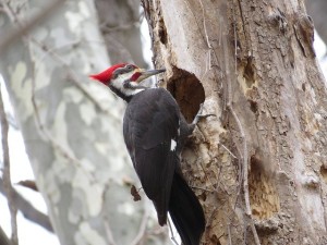 pileated-woodpecker-807556_640